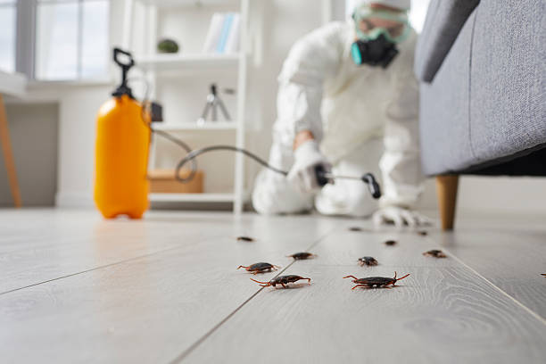Commercial Kitchen Cockroach Control in Valley